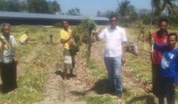 Panen Bawang, Legislator Perindo Mesak Mbura Komitmen Sejahterakan Petani Kupang