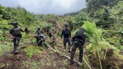 Satgas TNI Temukan 4 Kebun Ganja Tersembunyi di Papua Pegunungan<