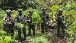 Kronologi TNI Temukan 4 Kebun Ganja Tersembunyi di Papua Pegunungan, Terpantau Drone<
