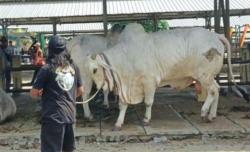 Kontes Sapi HUT ke-195 Gunungidul Diwarnai Aksi Protes Peserta, Ini Penyebabnya<