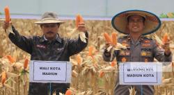 Pemkot Madiun dan Polri Perkuat Ketahanan Pangan lewat Panen Raya Jagung <
