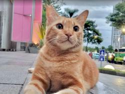 Kucing Oren Depan FX Viral di Medsos, Ini Muka Gemasnya!