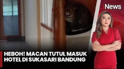Mengejutkan! Macan Tutul Masuk Hotel di Bandung, Evakuasi Lebih dari 3 Jam<