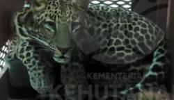 Penampakan Macan Tutul yang Ditangkap Masuk Hotel Anugrah Bandung<