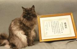 Chocolat, Kucing Kepala Stasiun KRL di Jepang Pensiun Setelah Bertugas 6 Tahun