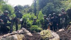 TNI Temukan Ladang Ganja, Tersembunyi di Hutan Oksibil Pegunungan Bintang<