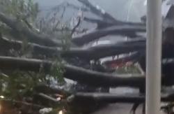 Kesaksian Warga Lihat Pohon Tumbang di Dharmawangsa Jaksel, sempat Dengar Patahan Batang Sebelum Ambruk