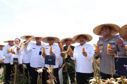 Menteri Imipas Panen Jagung di Sidoarjo, Dorong Ketahanan Pangan Nasional