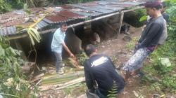 Tragis! Petani di Lombok Barat Tewas Tersengat Listrik Saat Tebang Pohon Pisang<