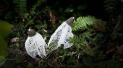 Langka! Jamur Tudung Pengantin Ditemukan di Hutan Bawean