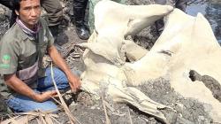 BKSDA Jambi Verifikasi Temuan Tengkorak Satwa Berukuran Besar Tertimbun di Kebun Warga<