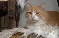 Viral! Pengadilan Hukum Kucing Oyen Jadi Tahanan Rumah Seumur Hidup, Salah Apa?