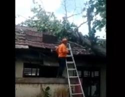 Pohon Tumbang Timpa SD Negeri Tegal Cabe Cilegon, 2 Ruang Kelas Rusak Parah<