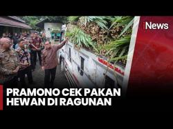 Viral Harimau Kurus di Ragunan, Gubernur Jakarta Pramono Anung Turun Langsung Cek Kondisi Satwa<
