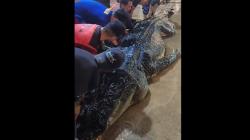 Buaya Besar di Inhil Mati, Setelah Dibedah Isi Perutnya Mengejutkan <