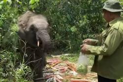 Di Mana Itu Tesso Nillo? Rahasia Hutan Tropis Riau yang Terancam
