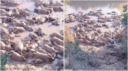 Viral Puluhan Kambing Ternak Mati gegara Banjir Aceh, Netizen: Manusia Dzolim Banget!