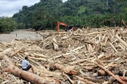 Usut Kayu Gelondongan Terseret Banjir Sumatera, Bareskrim Ungkap Temuan Penting<