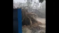 Pohon Besar Tumbang Diterjang Puting Beliung Timpa Gedung SD di Sampang<