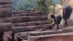 Viral Video Pembalakan Hutan di Pesisir Barat Lampung, 4 Orang Ditangkap<