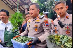 Terungkap! Tersangka Ganja Hidroponik di Jombang Panen Rp13 Juta, Bibit dari Luar Negeri<