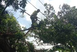 Pohon Beringin Tumbang di Kramat Jati Jaktim, Timpa Bus 