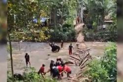 Jembatan Gantung di Mamuju Ambruk saat Diperbaiki, 11 Warga Terluka Jatuh ke Sungai