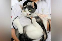 Menggemaskan! Kucing Ini Dilantik sebagai Kepala Stasiun di Jepang