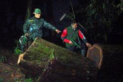 Polisi Tangkap 5 Pembalak Liar di Gunung Ciremai, Puluhan Gelondong Sonokeling Disita<