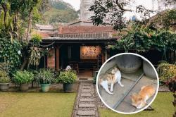 Kopi Eyang Minta Maaf usai Bungkus Kucing dalam Karung dan Dibuang Hidup-Hidup