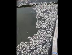 Geger! Ribuan Ikan di Danau Grati Pasuruan Mati Mendadak, Ini Penyebabnya<