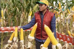 Ratusan Petani Grobogan Panen Jagung