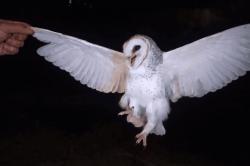 Viral Perempuan di Belu NTT Tembak Mati Burung Hantu gegara Tidur Malam Terganggu<