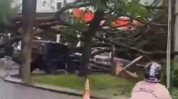 Hujan dan Angin Kencang Tumbangkan Pohon di Bandung Barat, 3 Mobil dan Warung Rusak