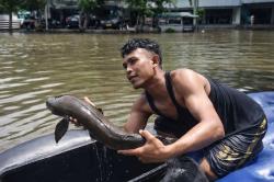 Banjir Teluk Gong Jakut Bawa Berkah, Warga Tangkap Ikan Gabus Jumbo