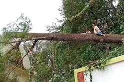 Pohon Tumbang Timpa Peziarah di Gunung Tidar Magelang, 1 Orang Tewas 4 Terluka<