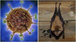 Virus Nipah Jadi Ancaman Dunia Sekarang, Ahli Beberkan Alasannya!