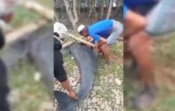 Heboh Lumba-Lumba 300 Kg Terdampar di Hutan Mangrove Maros, Begini Kondisinya<