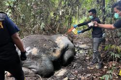 Gajah Mati Tanpa Kepala dan Gading di Riau, DPR: Kejahatan Serius, Usut Tuntas!