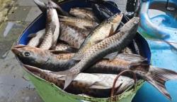 Kematian Massal 800 Ekor Ikan Dewa di Cigugur Kuningan, Pakar IPB Ungkap Penyebabnya<