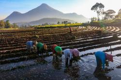 KUR BRI Aliri Sawah Rakyat, Gerakkan Ekonomi dan Ketahanan Pangan Nasional<