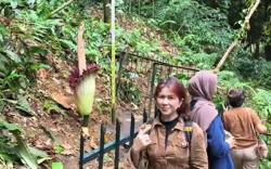 Jangan Terlewat! Hanya 2 Hari Bunga Bangkai Mekar Sempurna di Kebun Raya Bogor<
