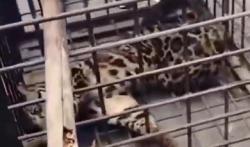 Macan Dahan Masuk Rumah di Lahat Diduga Peliharaan Warga, Damkar Turun Tangan<