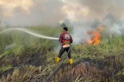 Kebakaran Lahan 2,5 Hektare di Palangka Raya Kalteng, Petugas Berjibaku Padamkan Api<