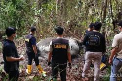 Terungkap! Gajah Sumatera Ditembak 2 Kali dari Jarak Dekat sebelum Dimutilasi<