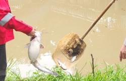 Ikan-Ikan di Sungai Cisadane Mati Tercemar Pestisida, Polisi Larang Warga Konsumsi