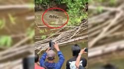 Tragis! Wanita Pencari Kerang Diterkam Buaya di Sungai Luan Boya Aceh<