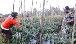 Petani di Manggarai NTT Semringah Hasil Pertanian Lokal Diserap MBG<