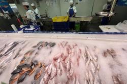 KKP: Harga Ikan Nasional Dipastikan Stabil Selama Ramadan