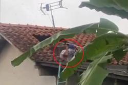 Viral Warga Cilacap Tewas Diserang Tawon Vespa saat Bersihkan Tandon Air<